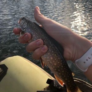 Meet your Posher, Nick